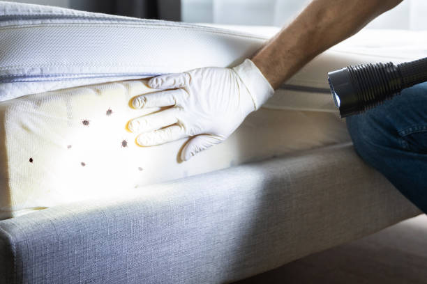 Best Affordable Pest Control Services  in Keene, TX