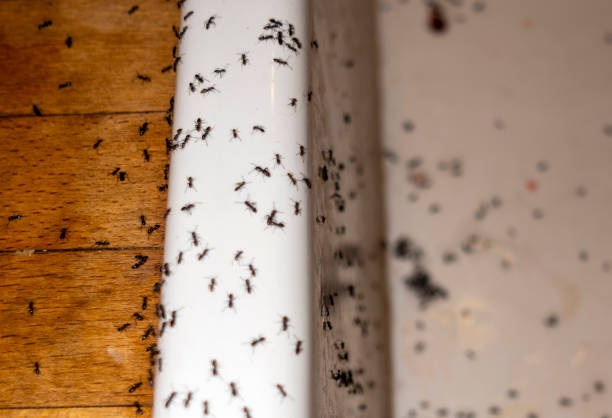 Keene, TX Pest Control Company