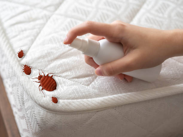 Best Spider Control Near Me  in Keene, TX