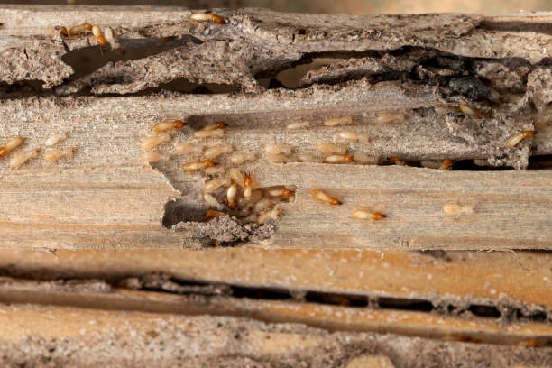Best Mosquito Control Services  in Keene, TX