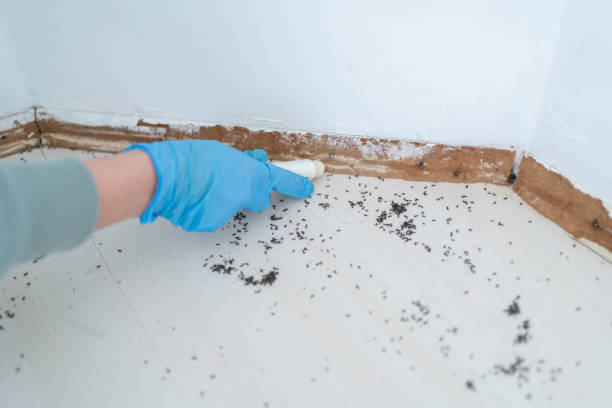 Best Best Pest Control Companies  in Keene, TX